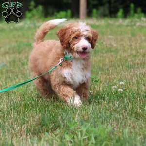 Anthony, Mini Bernedoodle Puppy