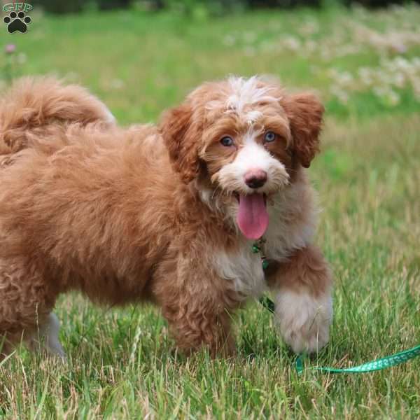 Anthony, Mini Bernedoodle Puppy