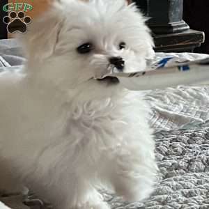 Tutie, Maltese Puppy