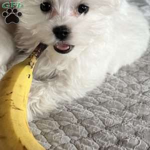 Tutie, Maltese Puppy