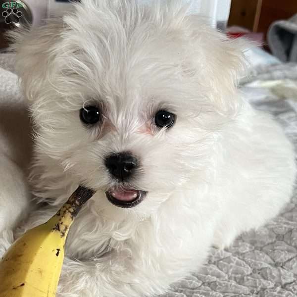 Tutie, Maltese Puppy