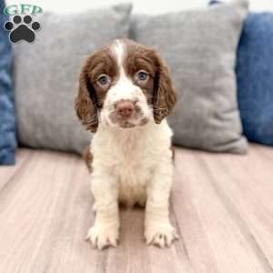 Moose, English Springer Spaniel Puppy