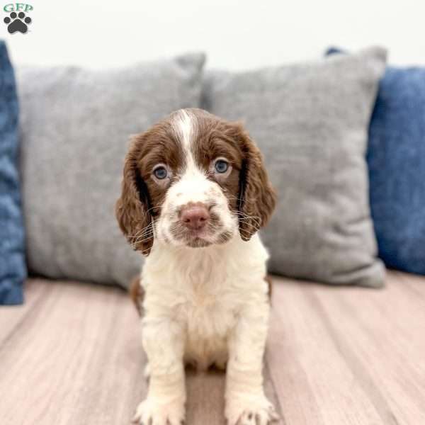 Moose, English Springer Spaniel Puppy