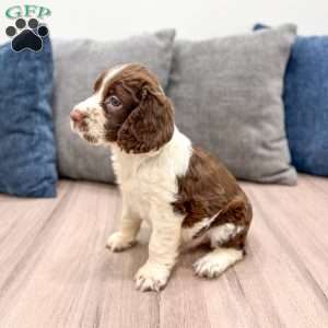 Moose, English Springer Spaniel Puppy