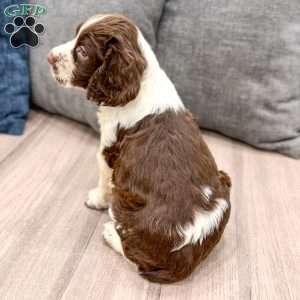 Moose, English Springer Spaniel Puppy