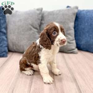 Moose, English Springer Spaniel Puppy