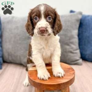 Moose, English Springer Spaniel Puppy