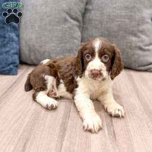 Moose, English Springer Spaniel Puppy