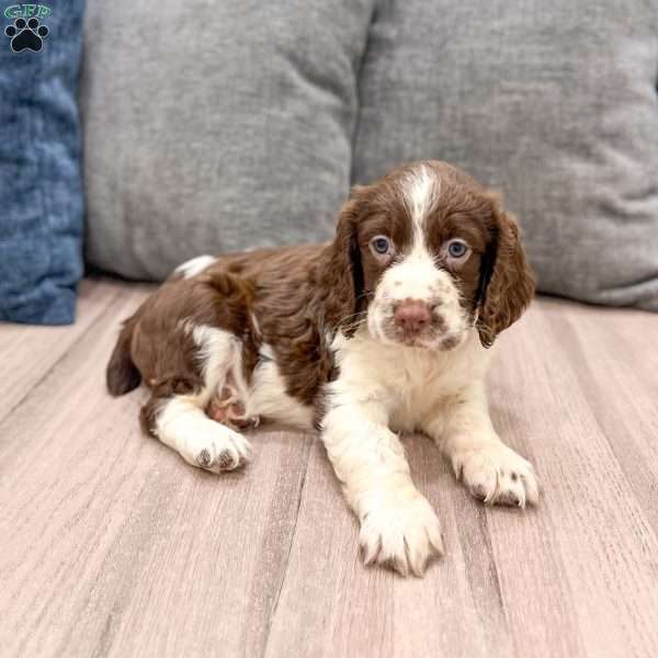 Moose, English Springer Spaniel Puppy