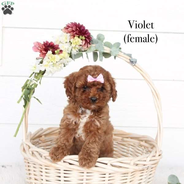 Violet, Cavapoo Puppy