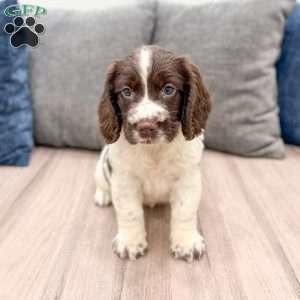 Walter, English Springer Spaniel Puppy