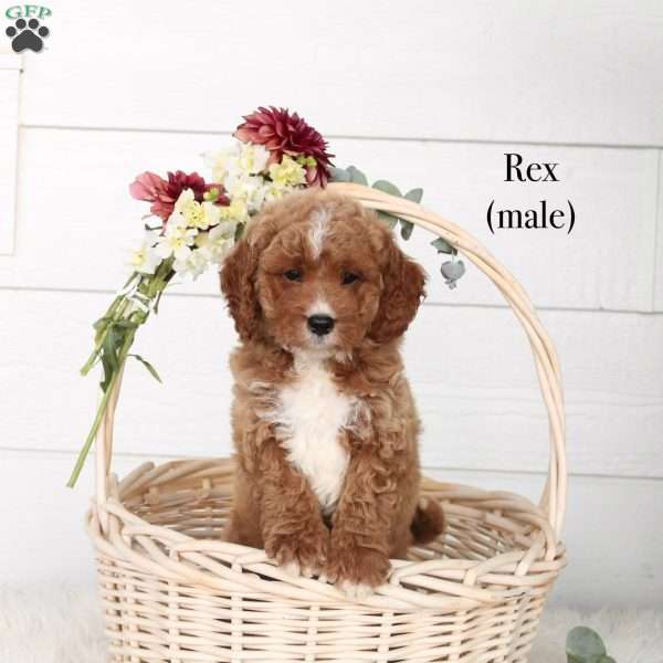 Rex, Cavapoo Puppy