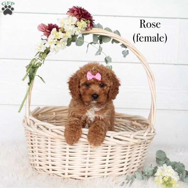 Rose, Cavapoo Puppy