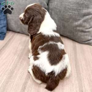 Walter, English Springer Spaniel Puppy
