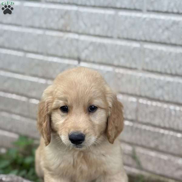 Mossley, Golden Retriever Puppy