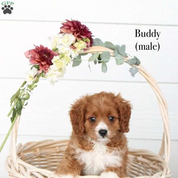 Buddy, Cavapoo Puppy