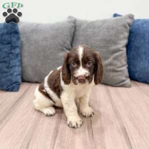 Walter, English Springer Spaniel Puppy
