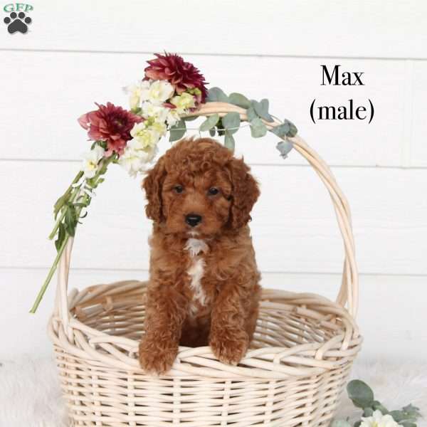 Max, Cavapoo Puppy