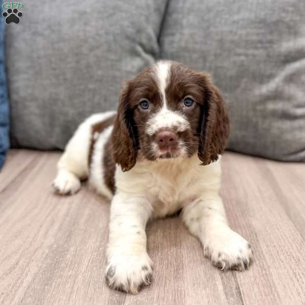 Walter, English Springer Spaniel Puppy