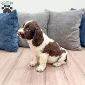 Walter, English Springer Spaniel Puppy