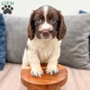 Walter, English Springer Spaniel Puppy