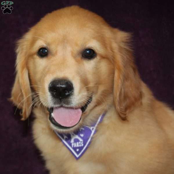 Kylie, Golden Retriever Puppy