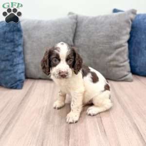 Presley, English Springer Spaniel Puppy