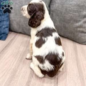 Presley, English Springer Spaniel Puppy