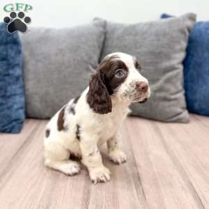 Presley, English Springer Spaniel Puppy