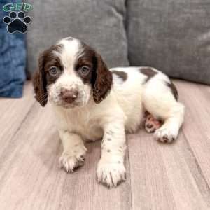 Presley, English Springer Spaniel Puppy