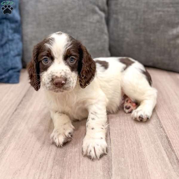 Presley, English Springer Spaniel Puppy