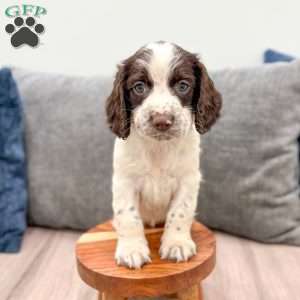 Presley, English Springer Spaniel Puppy