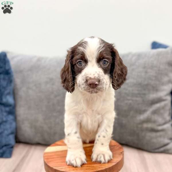 Presley, English Springer Spaniel Puppy