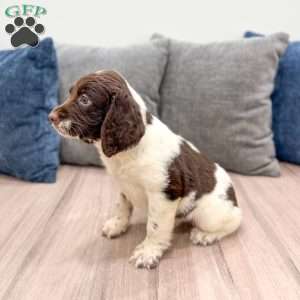 George, English Springer Spaniel Puppy