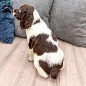 George, English Springer Spaniel Puppy