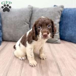 George, English Springer Spaniel Puppy