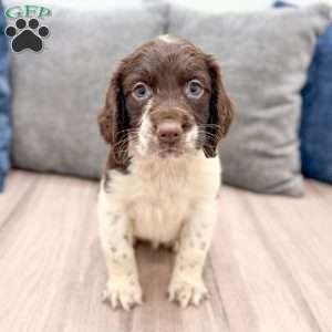 George, English Springer Spaniel Puppy