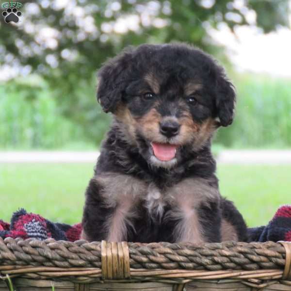 Freya, Bernedoodle Puppy