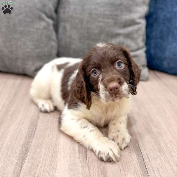 George, English Springer Spaniel Puppy