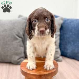 George, English Springer Spaniel Puppy