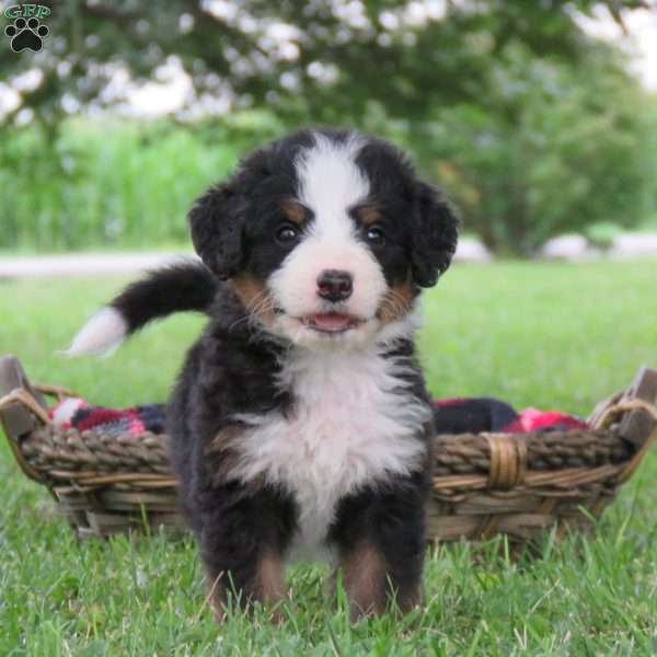 Flora, Bernedoodle Puppy