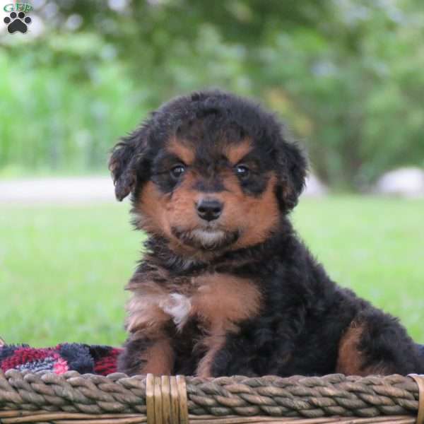 Fida, Bernedoodle Puppy