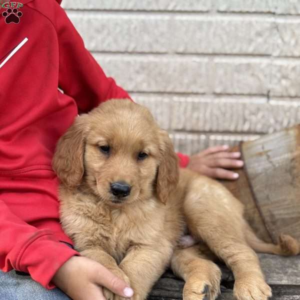 Denver, Golden Retriever Puppy