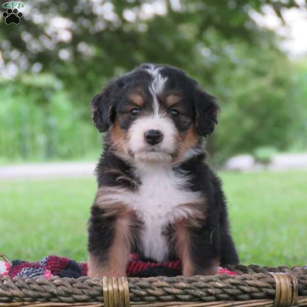 Finley, Bernedoodle Puppy