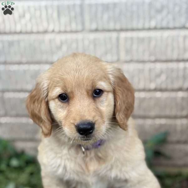 Posie, Golden Retriever Puppy