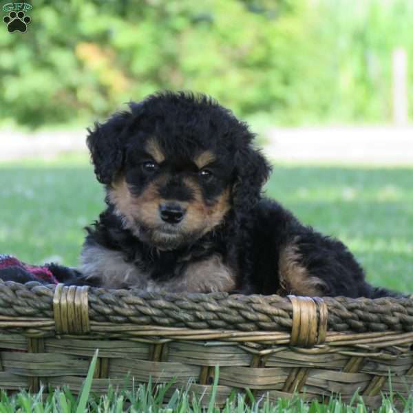 Forest, Bernedoodle Puppy
