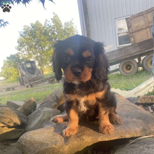 Cindy, Cavalier King Charles Spaniel Puppy
