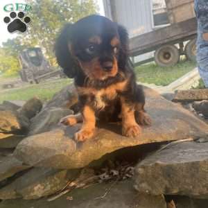 Cindy, Cavalier King Charles Spaniel Puppy