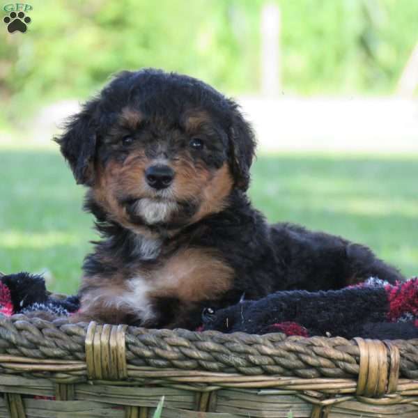 Felix, Bernedoodle Puppy