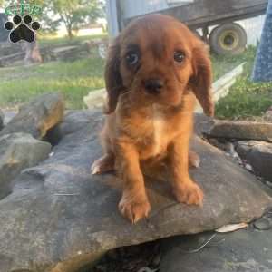 Cassie, Cavalier King Charles Spaniel Puppy